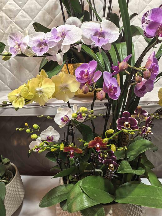 蝴蝶兰混搭12支GH 商品图1