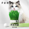 【余额抵扣】俘获F2小麦猫草种植猫草盆栽懒人猫草罐头 商品缩略图2