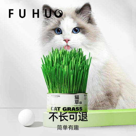 【余额抵扣】俘获F2小麦猫草种植猫草盆栽懒人猫草罐头 商品图2