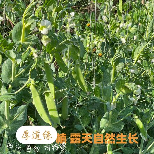 云南生态甜脆豌豆 3斤 商品图1