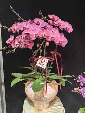 高端定制蝴蝶兰暖洋洋6支YX