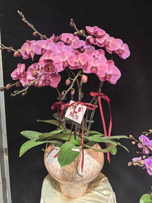 高端定制蝴蝶兰暖洋洋6支YX 商品图0