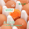 春日小新可生食鲜鸡蛋【山东必买好品】 商品缩略图8