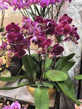 蝴蝶兰红天鹅8支GH