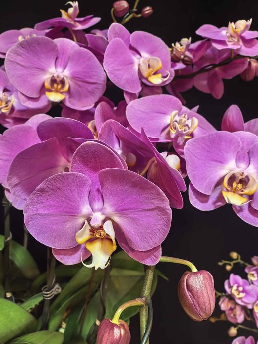 高端定制蝴蝶兰藏宝粉8支YX 商品图1