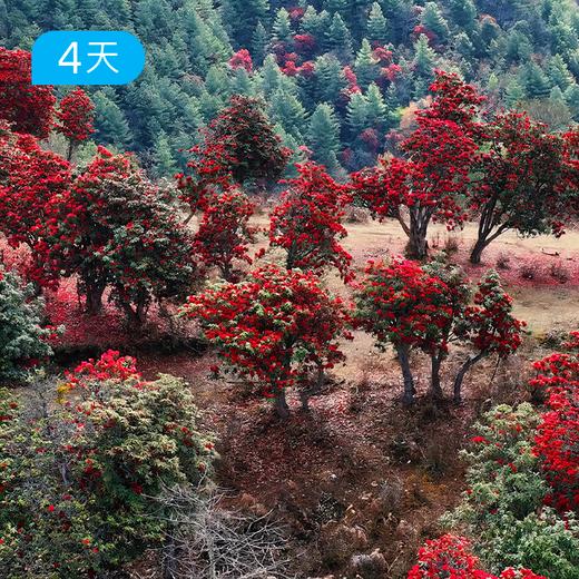山野映红 ·万亩马缨杜鹃之春｜大理马缨花徒步露营 · 盐马古道 · 诺邓千年古村 4 日 商品图1