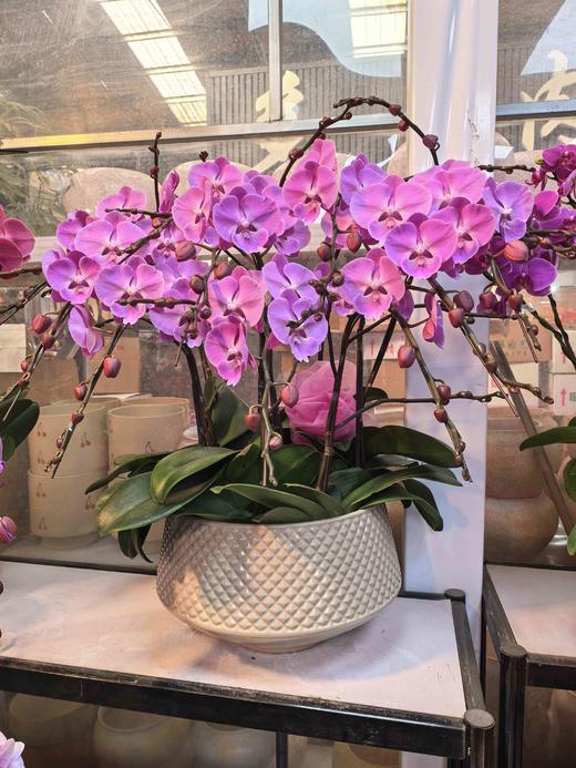 蝴蝶兰云朵大粉色10支GH 商品图3