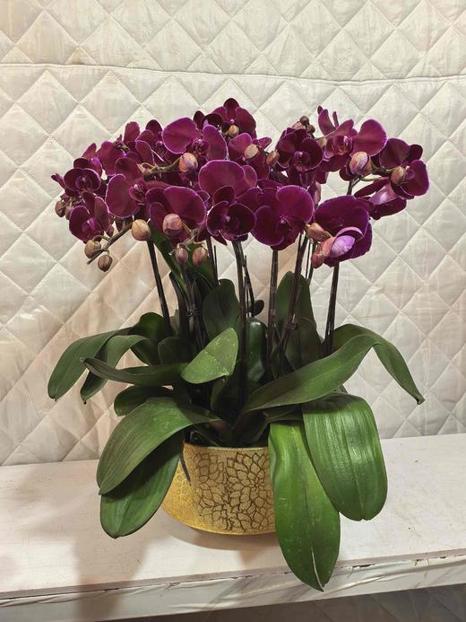 蝴蝶兰红天鹅10支GH 商品图0