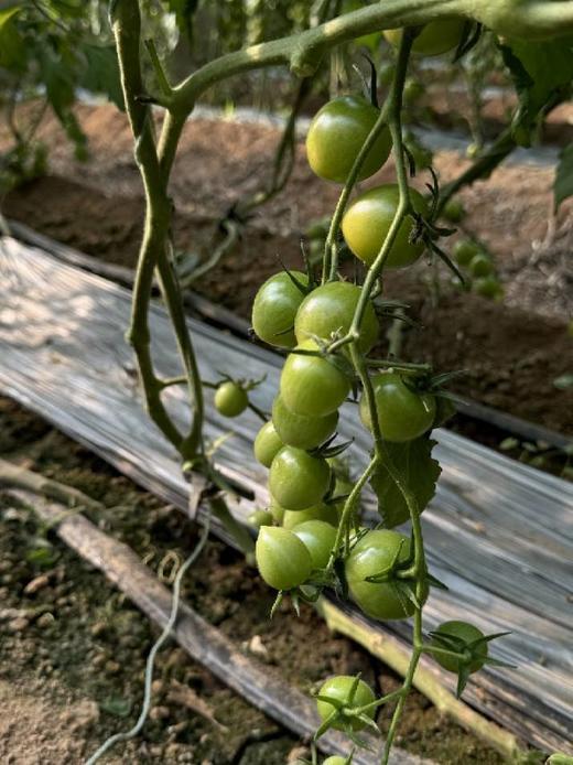 【青小番小番茄】低卡无负担，但维生素含量是普通番茄1.8倍-CC 商品图3