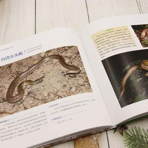 大盘山两栖爬行动物 &3453 商品图4