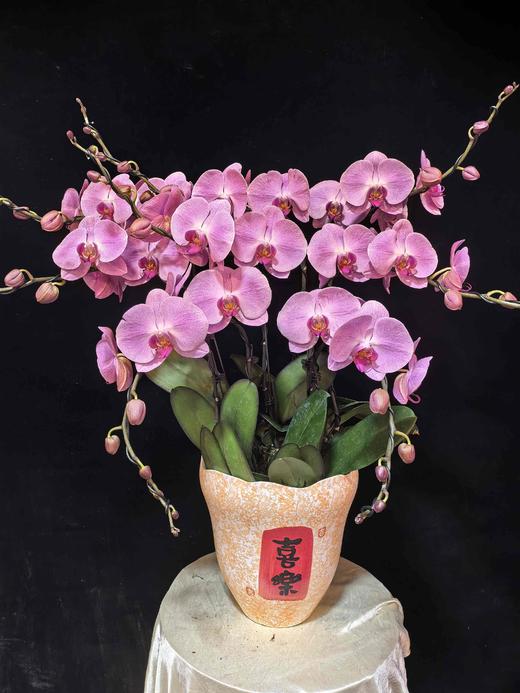 高端定制蝴蝶兰粉冠军8支YX 商品图0