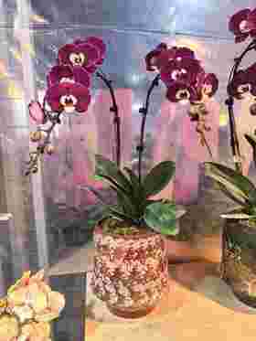 高端定制蝴蝶兰米歇尔2支