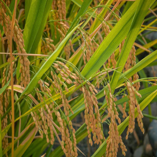 和菜头·佤乡红软米（1kg/袋） 商品图6