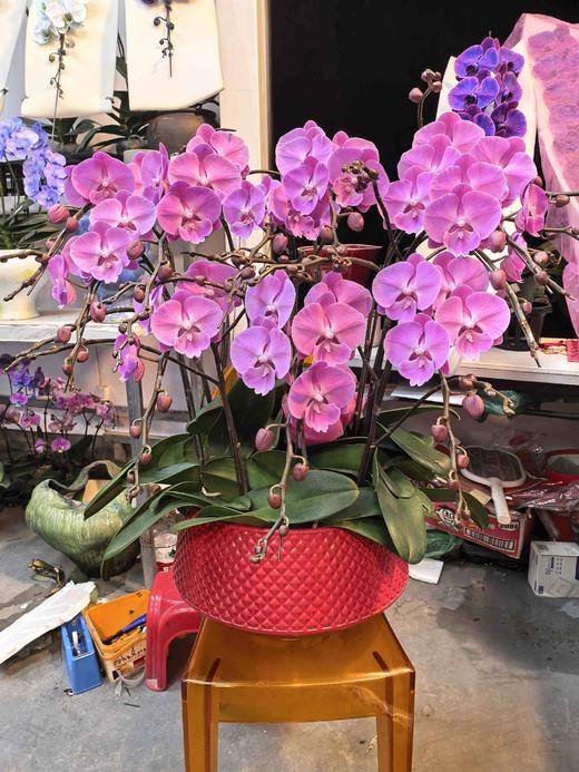 蝴蝶兰云朵大粉色10支GH 商品图4