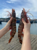 &  虾中巨擘！特大红爪虾🦐带膏，肉质紧实，鲜甜，少量货‼【活冻】 商品缩略图10