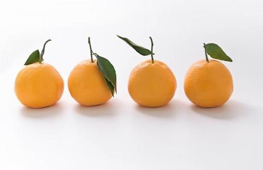 猫太推荐—春见耙耙柑（5斤大果） 商品图1