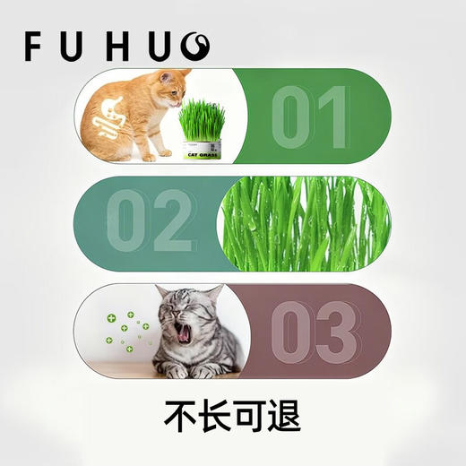【余额抵扣】俘获F2小麦猫草种植猫草盆栽懒人猫草罐头 商品图4