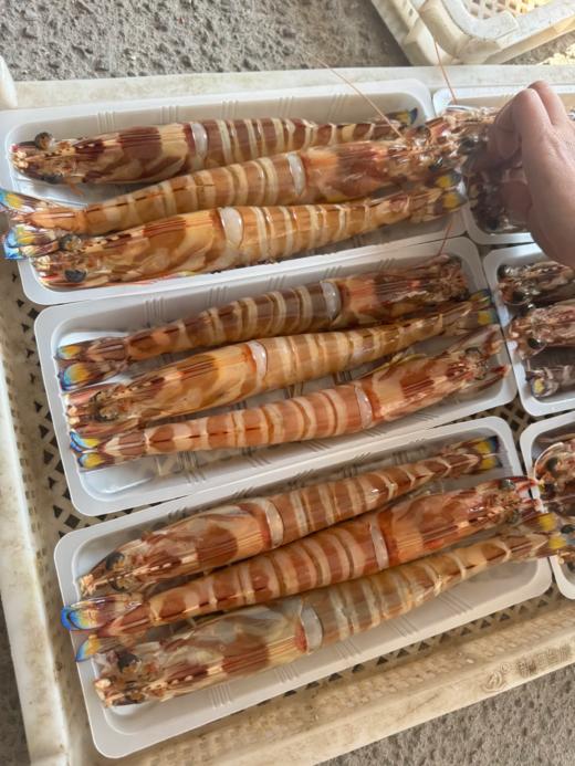 & 深海超大斑节虾🦐虾青素含量极高，爆满的虾肉，入口Q弹带有很浓的鲜虾味～活冻 商品图1