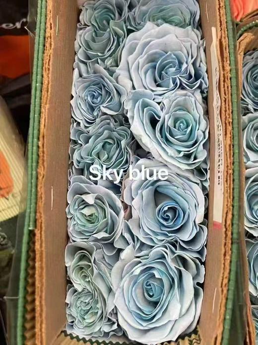 厄瓜多尔进口玫瑰sky blue蓝色天空10支 商品图0