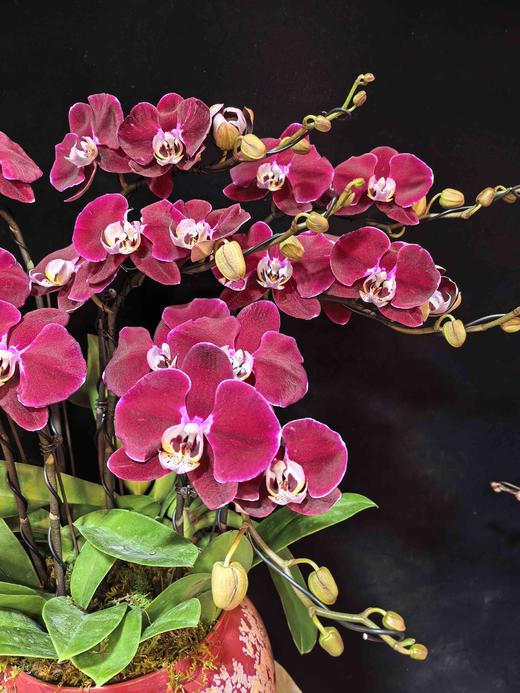 高端定制造型蝴蝶兰幻影8支yx 商品图2