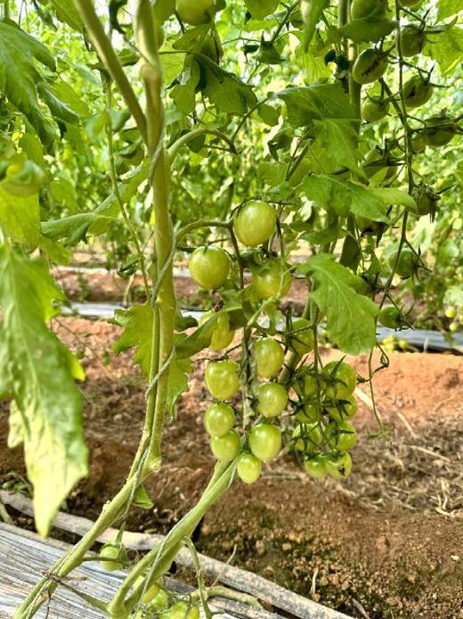 【青小番小番茄】低卡无负担，但维生素含量是普通番茄1.8倍-CC 商品图6