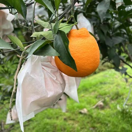 【四川眉山耙耙柑】果香浓郁鲜嫩无渣 味甜多汁 商品图4