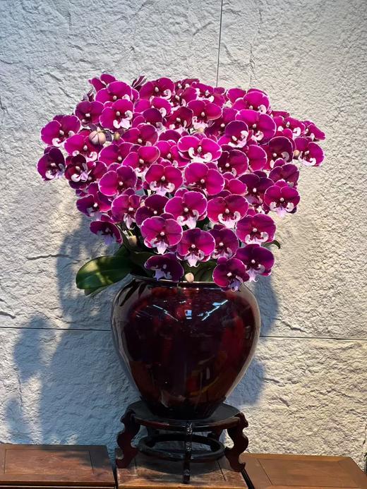 高端定制蝴蝶兰盆栽宾利12支FHJ 商品图1