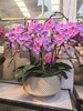 蝴蝶兰云朵大粉色10支GH 商品缩略图0