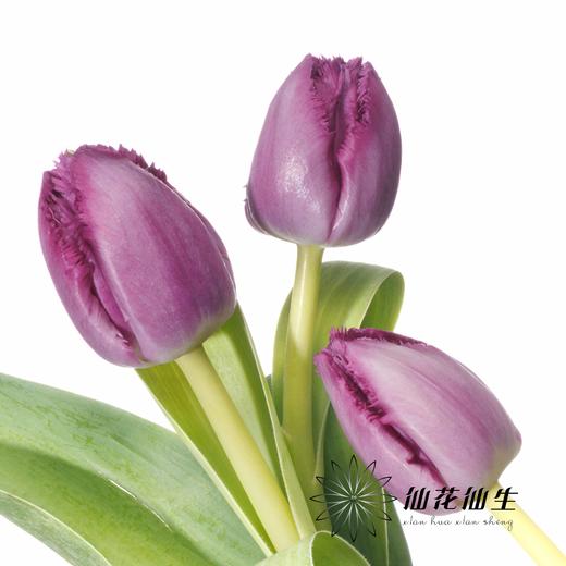 国产郁金香 | 诺娃 商品图3