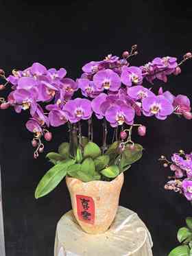 高端定制蝴蝶兰藏宝粉8支YX