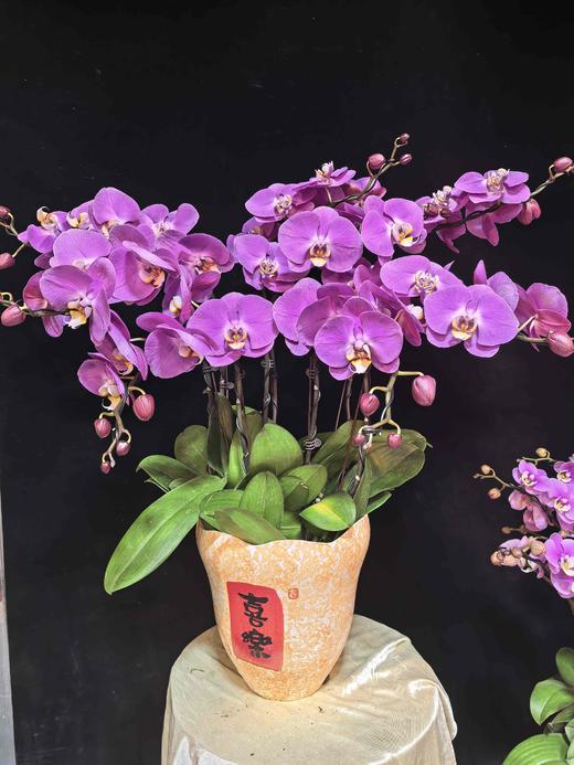 高端定制蝴蝶兰藏宝粉8支YX 商品图0