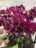 蝴蝶兰红天鹅10支GH 商品缩略图1