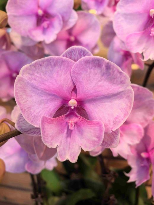 蝴蝶兰迷雾10支YX 商品图2