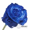 逸禾染色单头玫瑰 | 克莱因梦境【国产染色，可能染色不均匀 介意慎拍】 商品缩略图3
