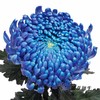 小菊 | 牡丹菊雨墨蓝【人工吸染，有色差，慎重下单】 商品缩略图4