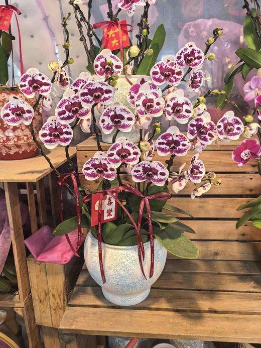 蝴蝶兰珊瑚礁8支 商品图0