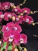 高端定制造型蝴蝶兰幻影8支yx 商品缩略图1
