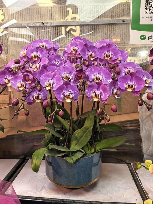 蝴蝶兰藏宝图10支GH 商品图0