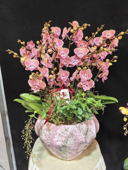 蝴蝶兰唯美15支 商品图3