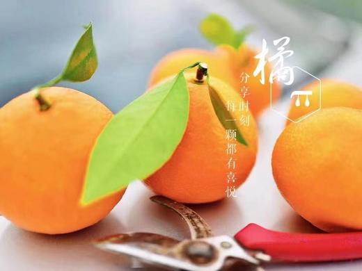 象山 红美人 5斤礼盒装 商品图0