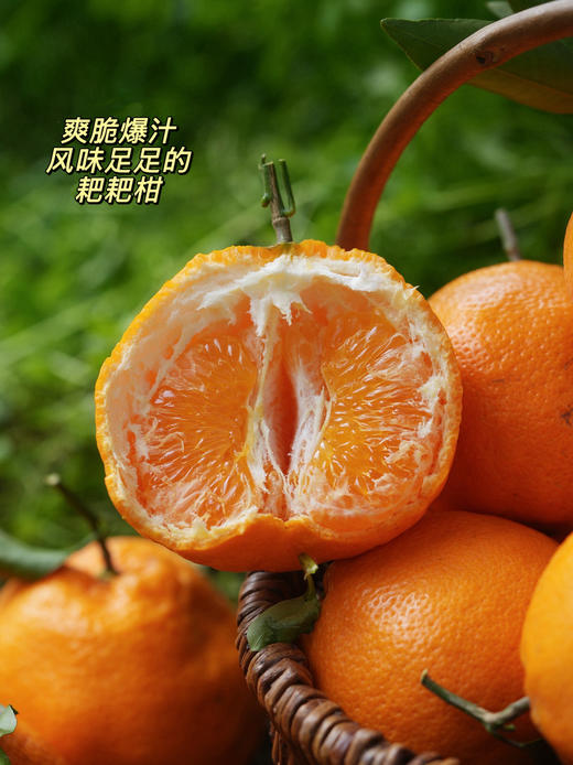 【等待一年的耙耙柑】顺丰/京东包邮   春天里的 春见耙耙柑 9.5-9.8高熟度 果味浓郁 不打除草剂 施有机肥 生态种植 孕妇孩子放心吃 商品图0