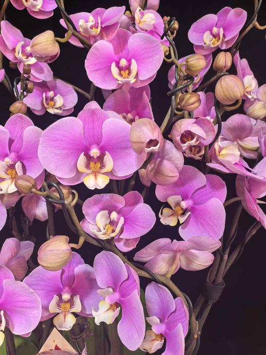 蝴蝶兰安娜16支YX 商品图1