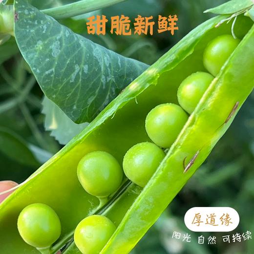 云南生态甜脆豌豆 3斤 商品图2