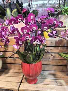 蝴蝶兰米希尔8支YX