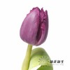 国产郁金香 | 诺娃 商品缩略图2