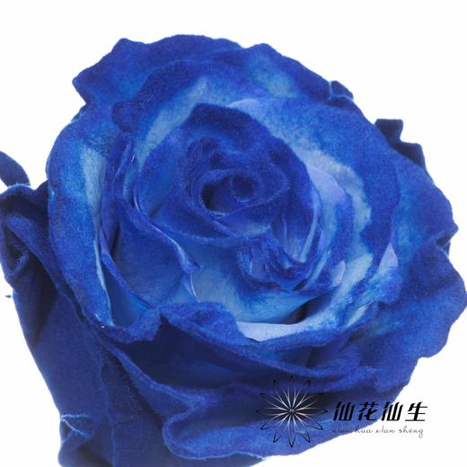 逸禾染色单头玫瑰 | 克莱因梦境【国产染色，可能染色不均匀 介意慎拍】 商品图4