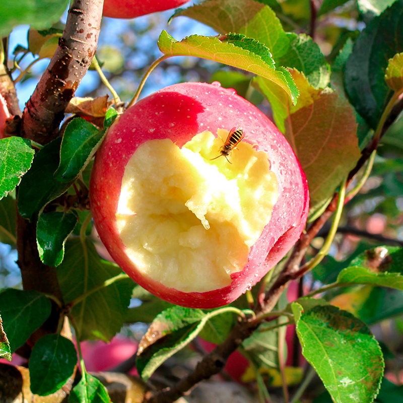 春节礼盒系列【自然搭档】小蜜脆洛川苹果礼盒 国家地理标志产品 富士里的天花板 爆甜酥脆多汁