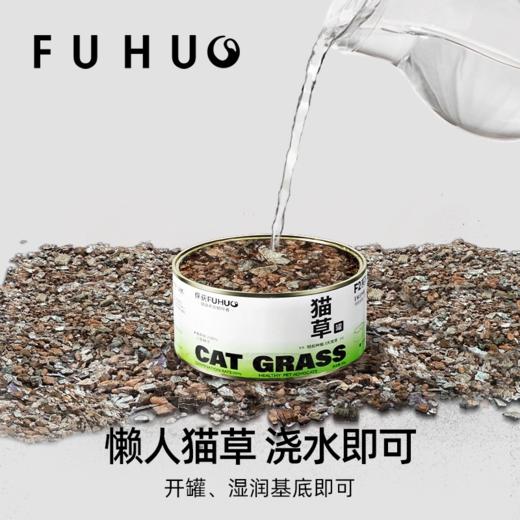 【余额抵扣】俘获F2小麦猫草种植猫草盆栽懒人猫草罐头 商品图3