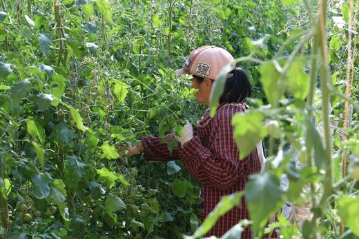 【青小番小番茄】低卡无负担，但维生素含量是普通番茄1.8倍-CC 商品图8