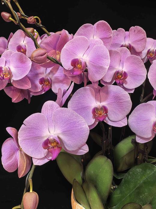 高端定制蝴蝶兰粉冠军8支YX 商品图2